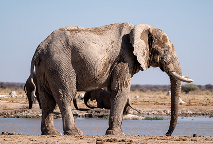 Elefant in Botswana