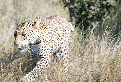 Leopard in Südafrika