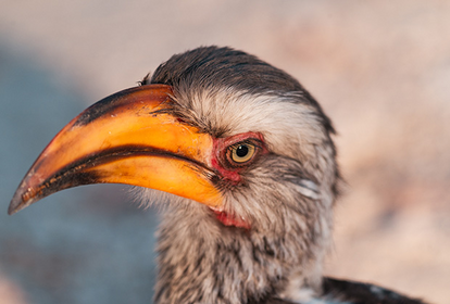 Hornbill in Namibia