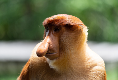 Nasenaffe in Malaysia